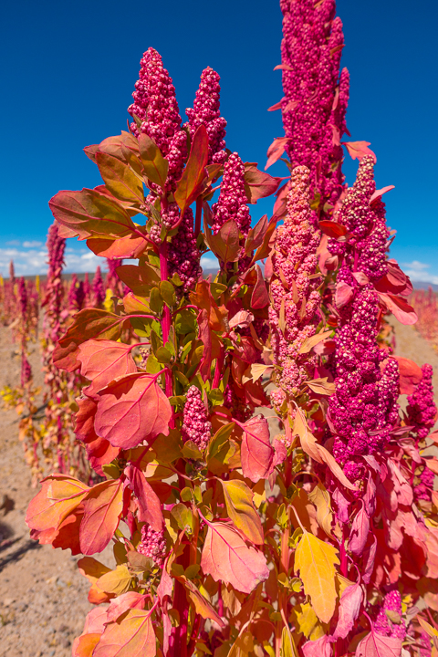 Salt Flats Bolivia — Quinoa fields near Salar De Uyuni