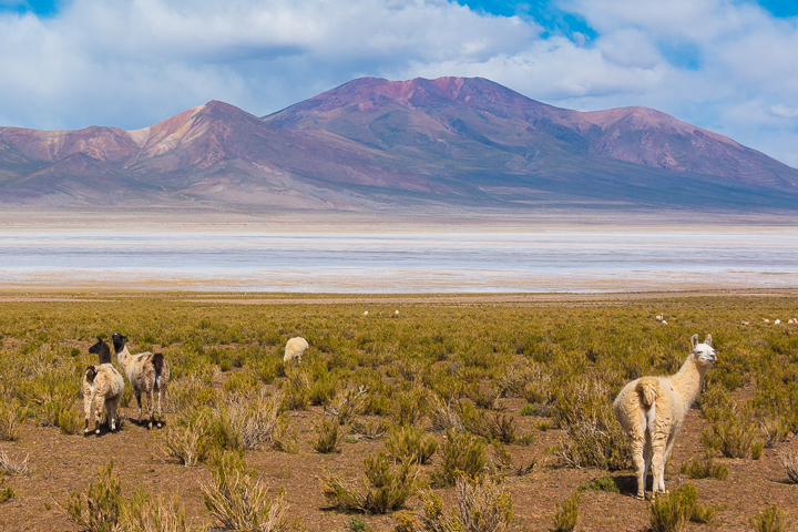 Salt Flats Bolivia — Alpaca near Salar De Uyuni