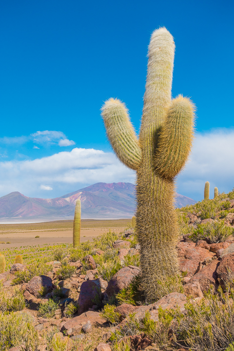 Salt Flats Bolivia — Cactus at the Salar De Uyuni