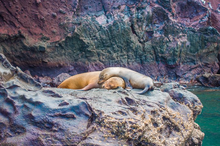 Ultimate Guide to the Galapagos Islands! Where to swim with sea lions, penguins, sea turtles, sharks, giant manta rays, and where to find the volcanic black and red sand beaches. #Santiago #Rabida #Bartolomé #Ecuador