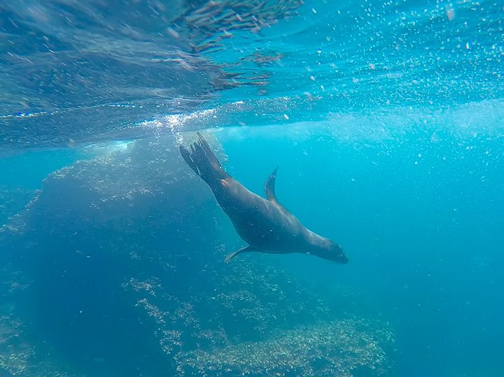 Ultimate Guide to the Galapagos Islands! Where to swim with sea lions, penguins, sea turtles, sharks, giant manta rays, and where to find the volcanic black and red sand beaches. #Santiago #Rabida #Bartolomé #Ecuador