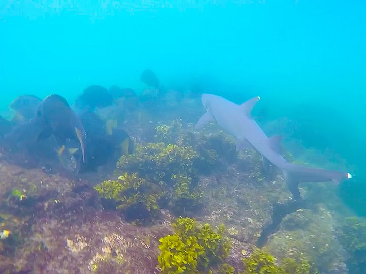 Ultimate Guide to the Galapagos Islands! Where to swim with sea lions, penguins, sea turtles, sharks, giant manta rays, and where to find the volcanic black and red sand beaches. #Santiago #Rabida #Bartolomé #Ecuador