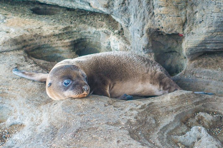 Ultimate Guide to the Galapagos Islands! Where to swim with sea lions, penguins, sea turtles, sharks, giant manta rays, and where to find the volcanic black and red sand beaches. #Santiago #Rabida #Bartolomé #Ecuador