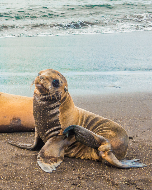 Ultimate Guide to the Galapagos Islands! Where to swim with sea lions, penguins, sea turtles, sharks, giant manta rays, and where to find the volcanic black and red sand beaches. #Santiago #Rabida #Bartolomé #Ecuador