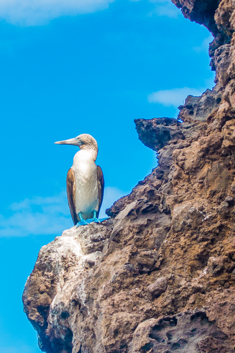 Ultimate Guide to the Galapagos Islands! Where to swim with sea lions, penguins, sea turtles, sharks, giant manta rays, and where to find the volcanic black and red sand beaches. #Santiago #Rabida #Bartolomé #Ecuador