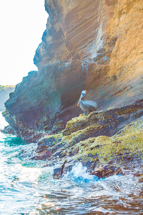 Ultimate Guide to the Galapagos Islands! Where to swim with sea lions, penguins, sea turtles, sharks, giant manta rays, and where to find the volcanic black and red sand beaches. #Santiago #Rabida #Bartolomé #Ecuador