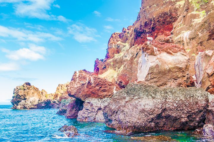 Ultimate Guide to the Galapagos Islands! Where to swim with sea lions, penguins, sea turtles, sharks, giant manta rays, and where to find the volcanic black and red sand beaches. #Santiago #Rabida #Bartolomé #Ecuador