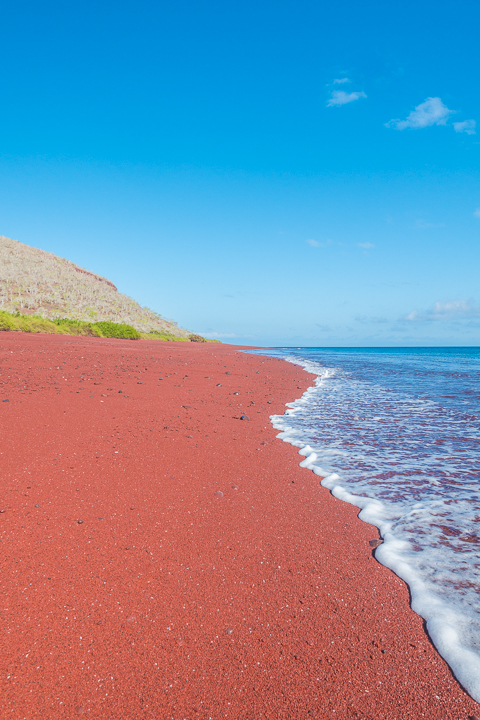 Ultimate Guide to the Galapagos Islands! Where to swim with sea lions, penguins, sea turtles, sharks, giant manta rays, and where to find the volcanic black and red sand beaches. #Santiago #Rabida #Bartolomé #Ecuador