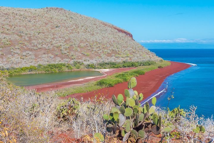 Ultimate Guide to the Galapagos Islands! Where to swim with sea lions, penguins, sea turtles, sharks, giant manta rays, and where to find the volcanic black and red sand beaches. #Santiago #Rabida #Bartolomé #Ecuador