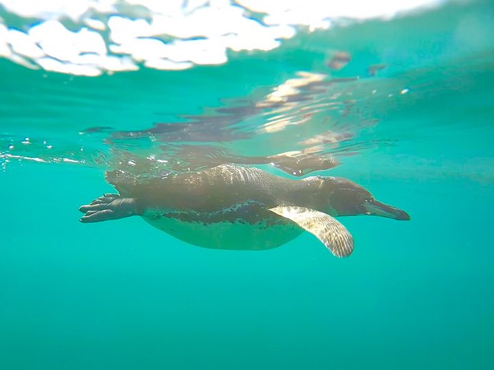 Ultimate Guide to the Galapagos Islands! Where to swim with sea lions, penguins, sea turtles, sharks, giant manta rays, and where to find the volcanic black and red sand beaches. #Santiago #Rabida #Bartolomé #Ecuador