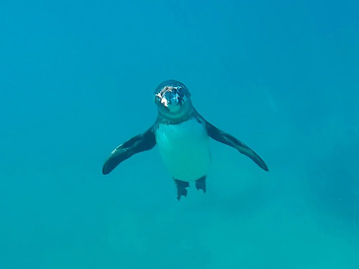 Ultimate Guide to the Galapagos Islands! Where to swim with sea lions, penguins, sea turtles, sharks, giant manta rays, and where to find the volcanic black and red sand beaches. #Santiago #Rabida #Bartolomé #Ecuador