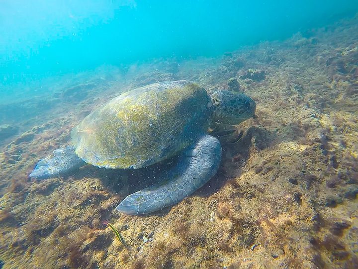 Ultimate Guide to the Galapagos Islands! Where to swim with sea lions, penguins, sea turtles, sharks, giant manta rays, and where to find the volcanic black and red sand beaches. #Santiago #Rabida #Bartolomé #Ecuador
