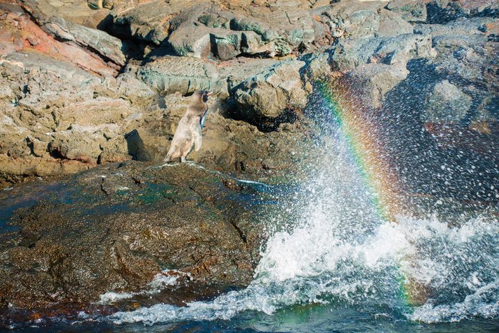 Ultimate Guide to the Galapagos Islands! Where to swim with sea lions, penguins, sea turtles, sharks, giant manta rays, and where to find the volcanic black and red sand beaches. #Santiago #Rabida #Bartolomé #Ecuador