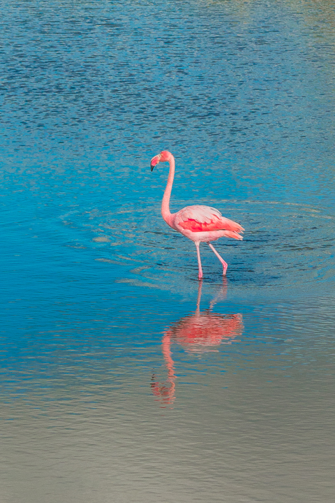 Ultimate Guide to the Galapagos Islands! Where to see the most animals, how many days to spend in the Galapagos Islands, and the best way to visit the Galapagos Islands. #Santiago #Rabida #Bartolomé #Ecuador #santacruz #genovesa