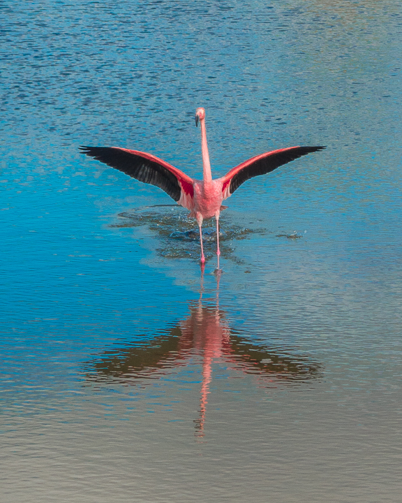 Ultimate Guide to the Galapagos Islands! Where to see the most animals, how many days to spend in the Galapagos Islands, and the best way to visit the Galapagos Islands. #Santiago #Rabida #Bartolomé #Ecuador #santacruz #genovesa