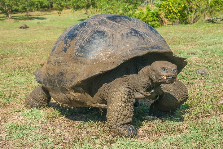 Ultimate Guide to the Galapagos Islands! Where to see the most animals, how many days to spend in the Galapagos Islands, and the best way to visit the Galapagos Islands. #Santiago #Rabida #Bartolomé #Ecuador #santacruz #genovesa