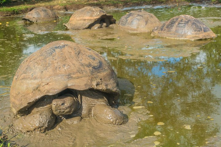 Ultimate Guide to the Galapagos Islands! Where to see the most animals, how many days to spend in the Galapagos Islands, and the best way to visit the Galapagos Islands. #Santiago #Rabida #Bartolomé #Ecuador #santacruz #genovesa