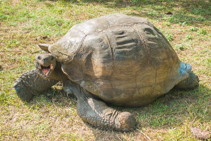 Ultimate Guide to the Galapagos Islands! Where to see the most animals, how many days to spend in the Galapagos Islands, and the best way to visit the Galapagos Islands. #Santiago #Rabida #Bartolomé #Ecuador #santacruz #genovesa