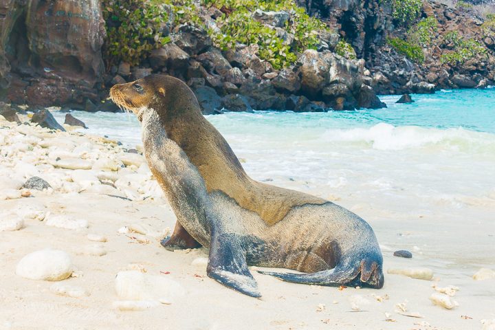 Ultimate Guide to the Galapagos Islands! Where to see the most animals, how many days to spend in the Galapagos Islands, and the best way to visit the Galapagos Islands. #Santiago #Rabida #Bartolomé #Ecuador #santacruz #genovesa