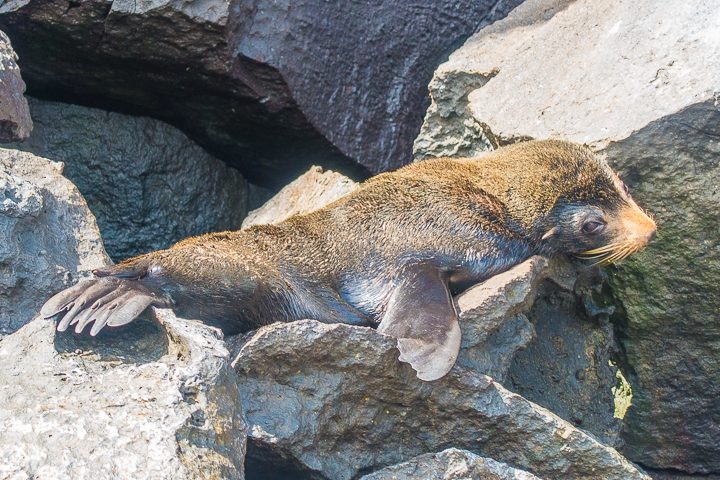 Ultimate Guide to the Galapagos Islands! Where to see the most animals, how many days to spend in the Galapagos Islands, and the best way to visit the Galapagos Islands. #Santiago #Rabida #Bartolomé #Ecuador #santacruz #genovesa