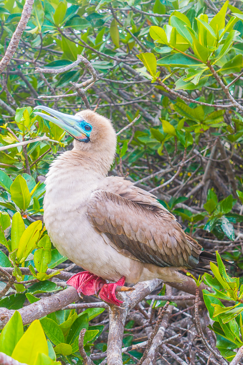 Ultimate Guide to the Galapagos Islands! Where to see the most animals, how many days to spend in the Galapagos Islands, and the best way to visit the Galapagos Islands. #Santiago #Rabida #Bartolomé #Ecuador #santacruz #genovesa