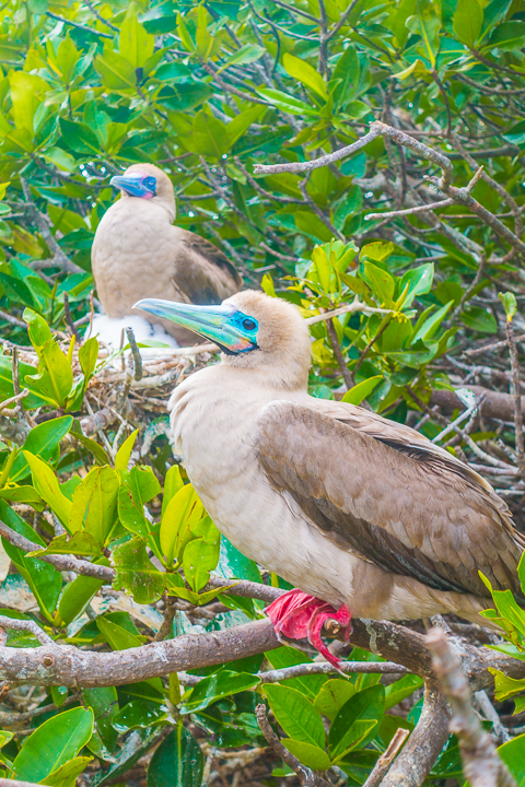 Ultimate Guide to the Galapagos Islands! Where to see the most animals, how many days to spend in the Galapagos Islands, and the best way to visit the Galapagos Islands. #Santiago #Rabida #Bartolomé #Ecuador #santacruz #genovesa