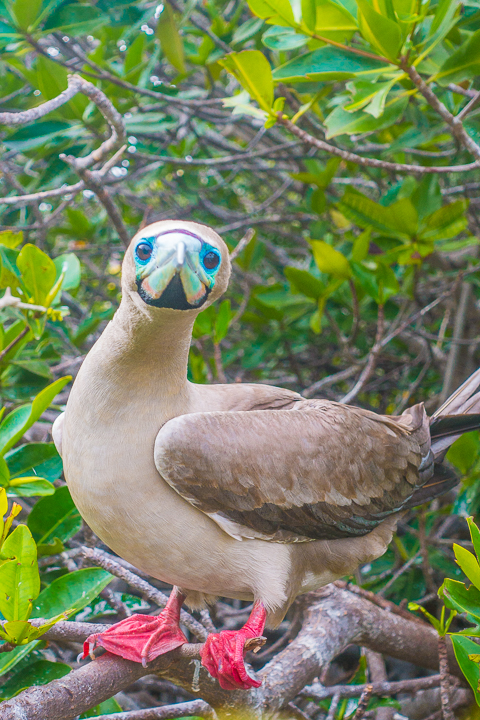 Ultimate Guide to the Galapagos Islands! Where to see the most animals, how many days to spend in the Galapagos Islands, and the best way to visit the Galapagos Islands. #Santiago #Rabida #Bartolomé #Ecuador #santacruz #genovesa