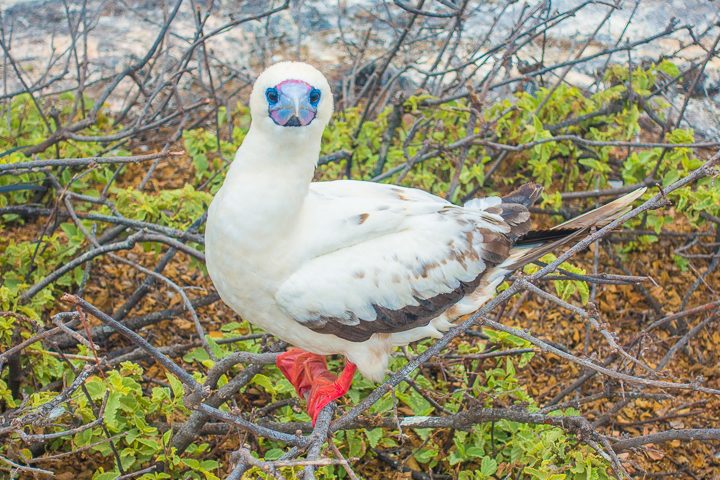 Ultimate Guide to the Galapagos Islands! Where to see the most animals, how many days to spend in the Galapagos Islands, and the best way to visit the Galapagos Islands. #Santiago #Rabida #Bartolomé #Ecuador #santacruz #genovesa