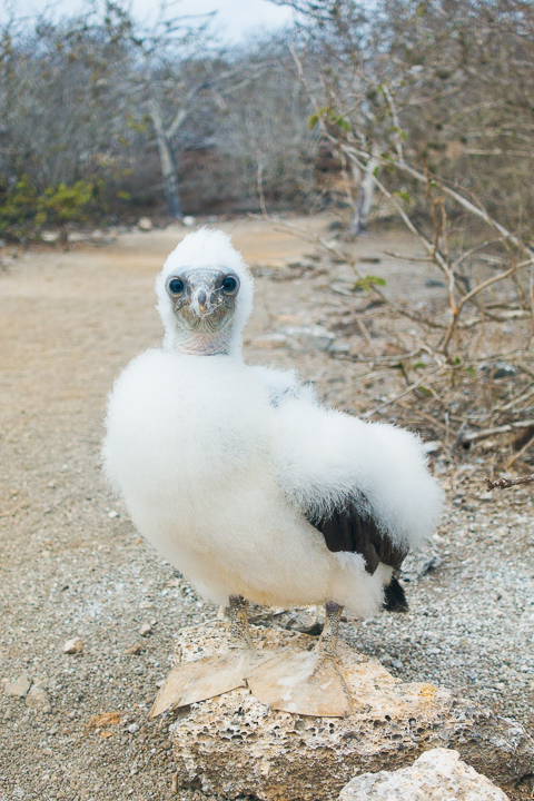 Ultimate Guide to the Galapagos Islands! Where to see the most animals, how many days to spend in the Galapagos Islands, and the best way to visit the Galapagos Islands. #Santiago #Rabida #Bartolomé #Ecuador #santacruz #genovesa