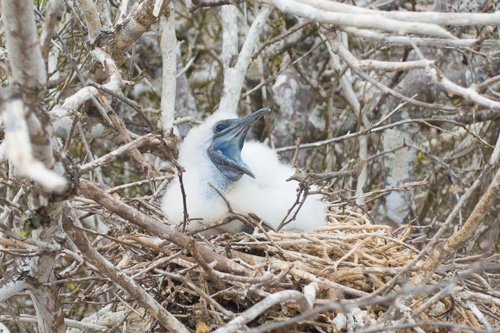 Ultimate Guide to the Galapagos Islands! Where to see the most animals, how many days to spend in the Galapagos Islands, and the best way to visit the Galapagos Islands. #Santiago #Rabida #Bartolomé #Ecuador #santacruz #genovesa