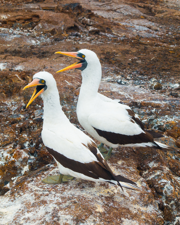 Ultimate Guide to the Galapagos Islands! Where to see the most animals, how many days to spend in the Galapagos Islands, and the best way to visit the Galapagos Islands. #Santiago #Rabida #Bartolomé #Ecuador #santacruz #genovesa