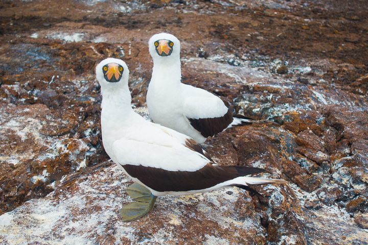 Ultimate Guide to the Galapagos Islands! Where to see the most animals, how many days to spend in the Galapagos Islands, and the best way to visit the Galapagos Islands. #Santiago #Rabida #Bartolomé #Ecuador #santacruz #genovesa