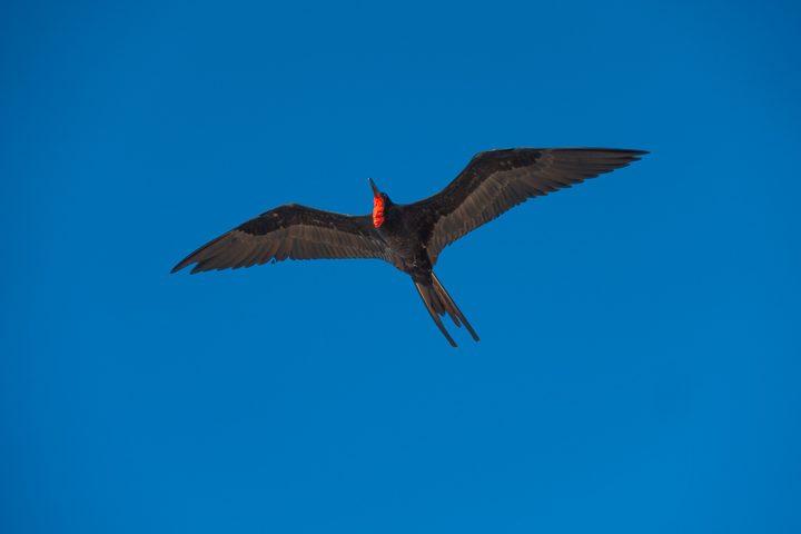 Ultimate Guide to the Galapagos Islands! Where to see the most animals, how many days to spend in the Galapagos Islands, and the best way to visit the Galapagos Islands. #Santiago #Rabida #Bartolomé #Ecuador #santacruz #genovesa