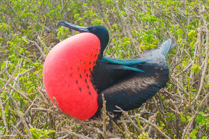 Ultimate Guide to the Galapagos Islands! Where to see the most animals, how many days to spend in the Galapagos Islands, and the best way to visit the Galapagos Islands. #Santiago #Rabida #Bartolomé #Ecuador #santacruz #genovesa