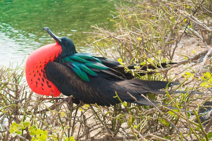 Ultimate Guide to the Galapagos Islands! Where to see the most animals, how many days to spend in the Galapagos Islands, and the best way to visit the Galapagos Islands. #Santiago #Rabida #Bartolomé #Ecuador #santacruz #genovesa