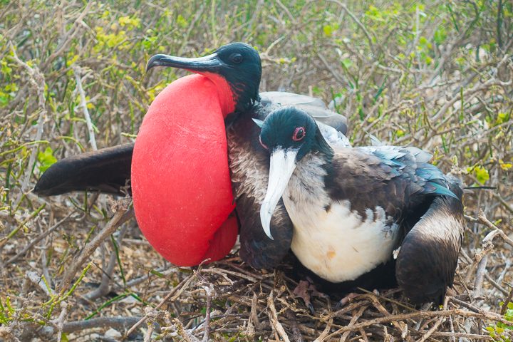 Ultimate Guide to the Galapagos Islands! Where to see the most animals, how many days to spend in the Galapagos Islands, and the best way to visit the Galapagos Islands. #Santiago #Rabida #Bartolomé #Ecuador #santacruz #genovesa