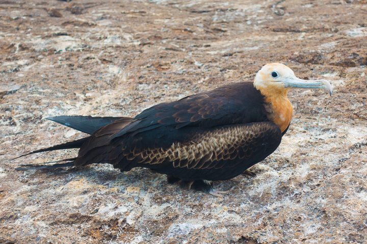 Ultimate Guide to the Galapagos Islands! Where to see the most animals, how many days to spend in the Galapagos Islands, and the best way to visit the Galapagos Islands. #Santiago #Rabida #Bartolomé #Ecuador #santacruz #genovesa