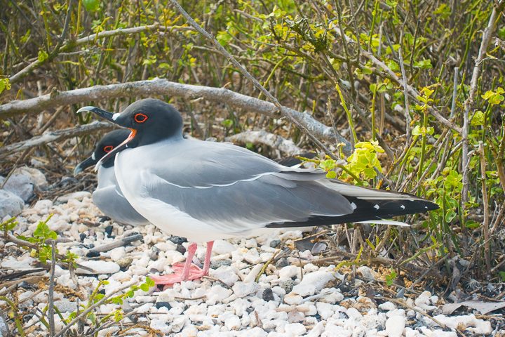 Ultimate Guide to the Galapagos Islands! Where to see the most animals, how many days to spend in the Galapagos Islands, and the best way to visit the Galapagos Islands. #Santiago #Rabida #Bartolomé #Ecuador #santacruz #genovesa