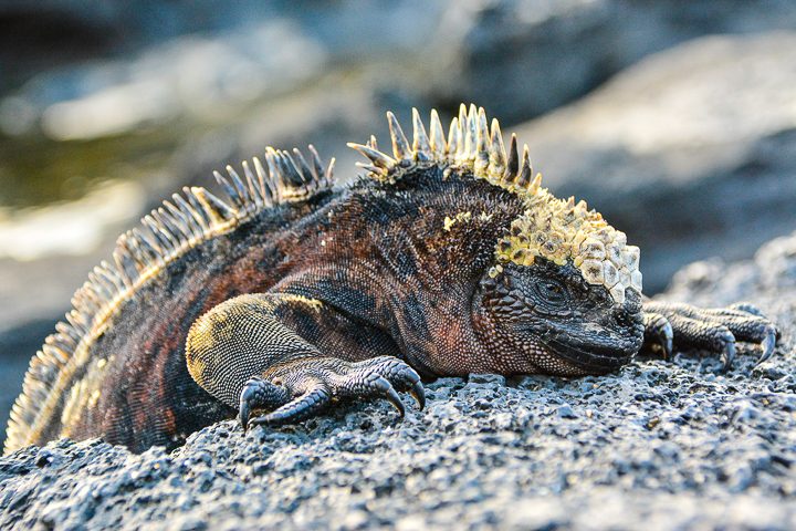 Ultimate Guide to the Galapagos Islands! Where to see the most animals, how many days to spend in the Galapagos Islands, and the best way to visit the Galapagos Islands. #Santiago #Rabida #Bartolomé #Ecuador #santacruz #genovesa