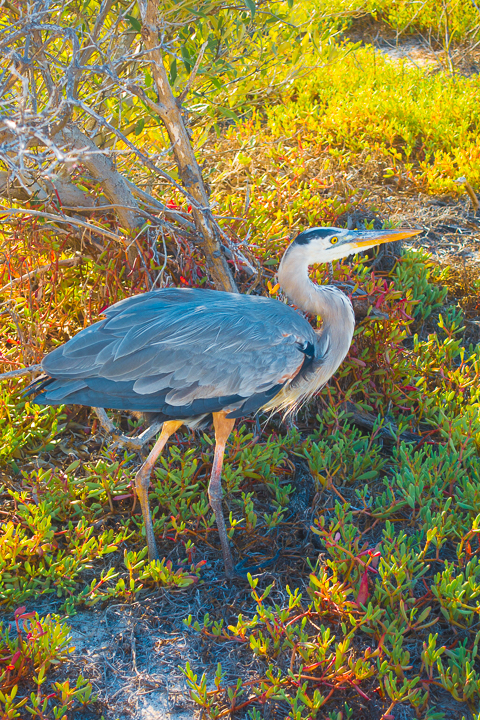 Ultimate Guide to the Galapagos Islands! Where to see the most animals, how many days to spend in the Galapagos Islands, and the best way to visit the Galapagos Islands. #Santiago #Rabida #Bartolomé #Ecuador #santacruz #genovesa