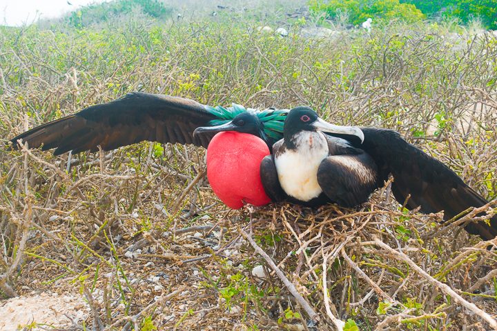 Ultimate Guide to the Galapagos Islands! Where to see the most animals, how many days to spend in the Galapagos Islands, and the best way to visit the Galapagos Islands. #Santiago #Rabida #Bartolomé #Ecuador #santacruz #genovesa