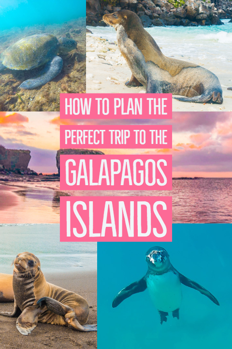 Ultimate Guide to the Galapagos Islands! Where to see the most animals, how many days to spend in the Galapagos Islands, and the best way to visit the Galapagos Islands. #Santiago #Rabida #Bartolomé #Ecuador #santacruz #genovesa