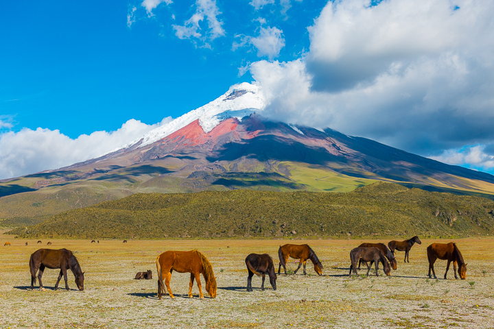 Cotopaxi National Park