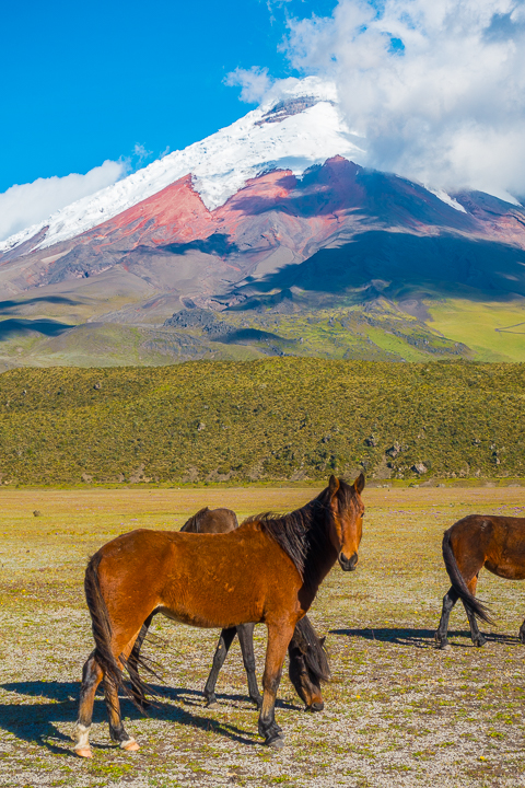 Cotopaxi National Park