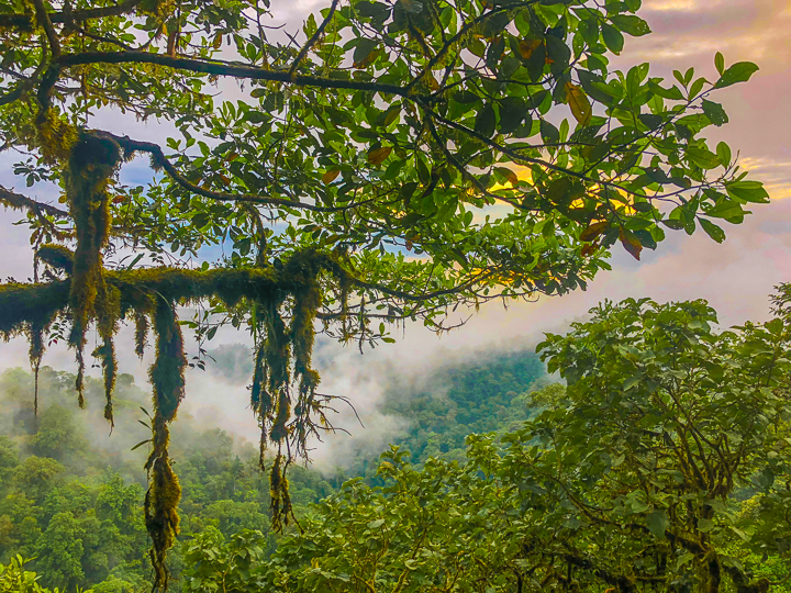 Mashpi Lodge in Ecuador is a bird watcher’s paradise!! Come see the colorful toucans, hummingbirds, and all kinds of exotic birds in the cloud forest of Ecuador.