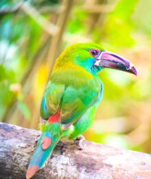 Mashpi Lodge in Ecuador is a bird watcher’s paradise!! Come see the colorful toucans, hummingbirds, and all kinds of exotic birds in the cloud forest of Ecuador.