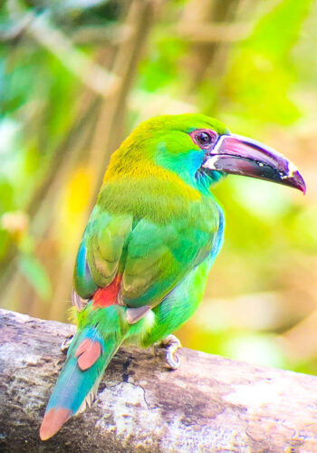 Mashpi Lodge in Ecuador is a bird watcher’s paradise!! Come see the colorful toucans, hummingbirds, and all kinds of exotic birds in the cloud forest of Ecuador.