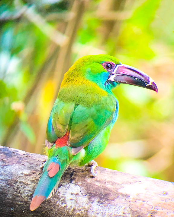 Mashpi Lodge in Ecuador is a bird watcher’s paradise!! Come see the colorful toucans, hummingbirds, and all kinds of exotic birds in the cloud forest of Ecuador.