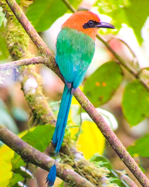 Mashpi Lodge in Ecuador is a bird watcher’s paradise!! Come see the colorful toucans, hummingbirds, and all kinds of exotic birds in the cloud forest of Ecuador.