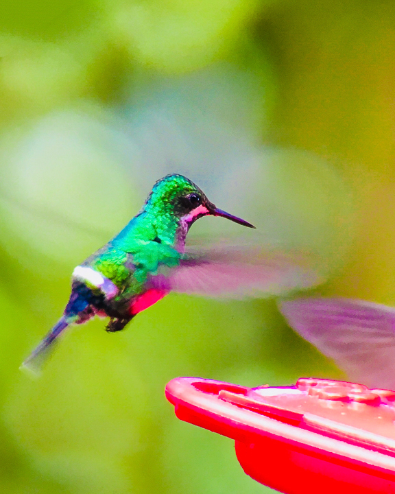 Mashpi Lodge in Ecuador is a bird watcher’s paradise!! Come see the colorful toucans, hummingbirds, and all kinds of exotic birds in the cloud forest of Ecuador.